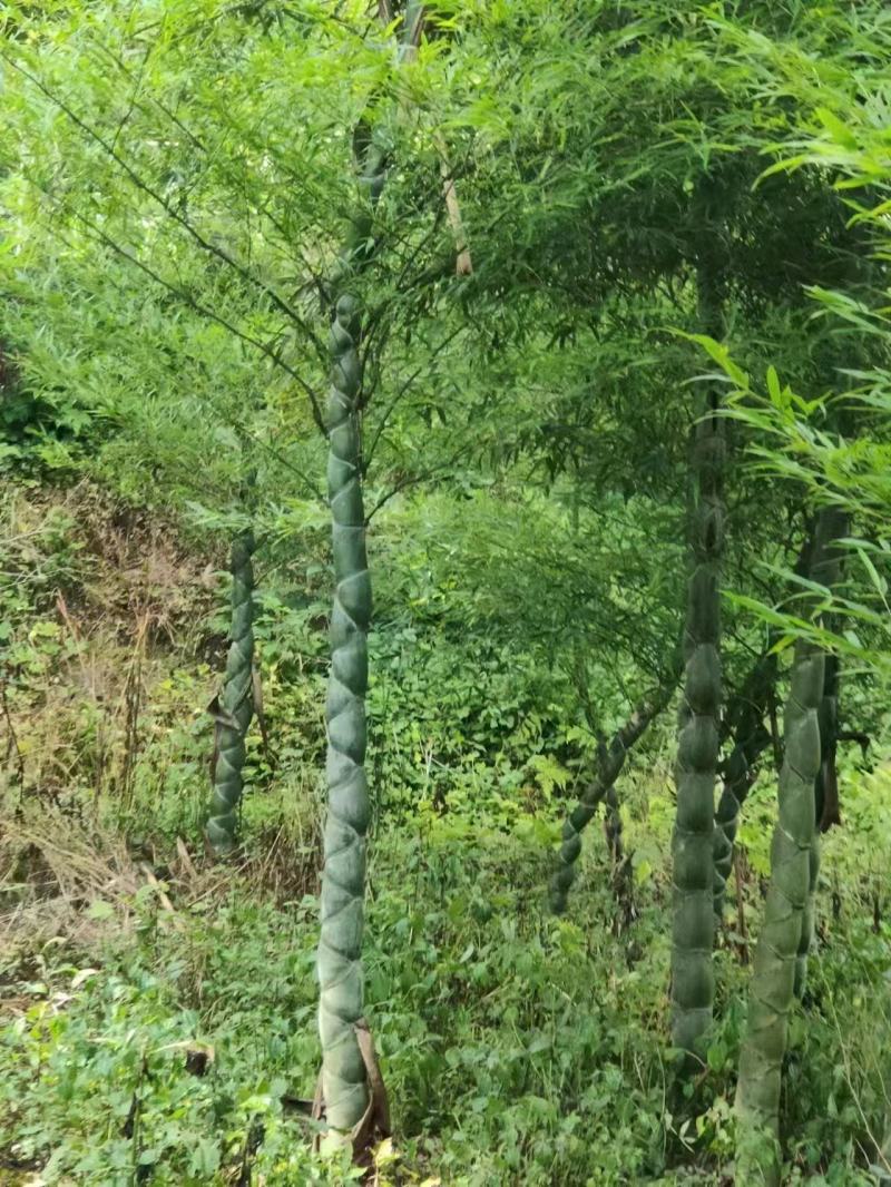 龟甲竹竹苗龙鳞竹竹苗基地直发