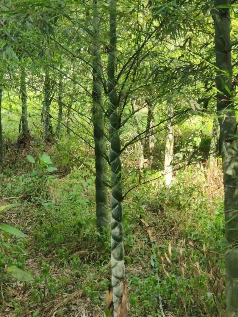 龟甲竹竹苗龙鳞竹竹苗基地直发