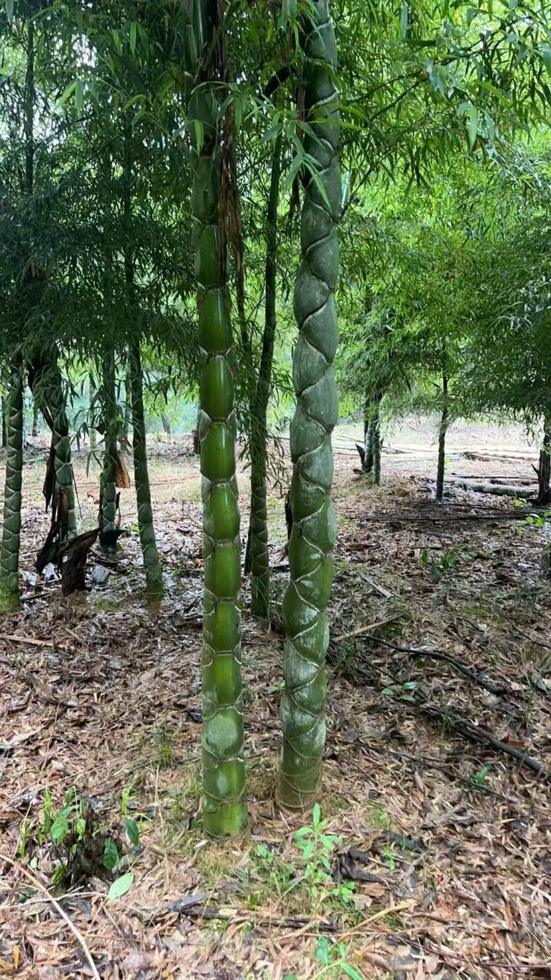 龟甲竹竹苗龙鳞竹竹苗基地直发
