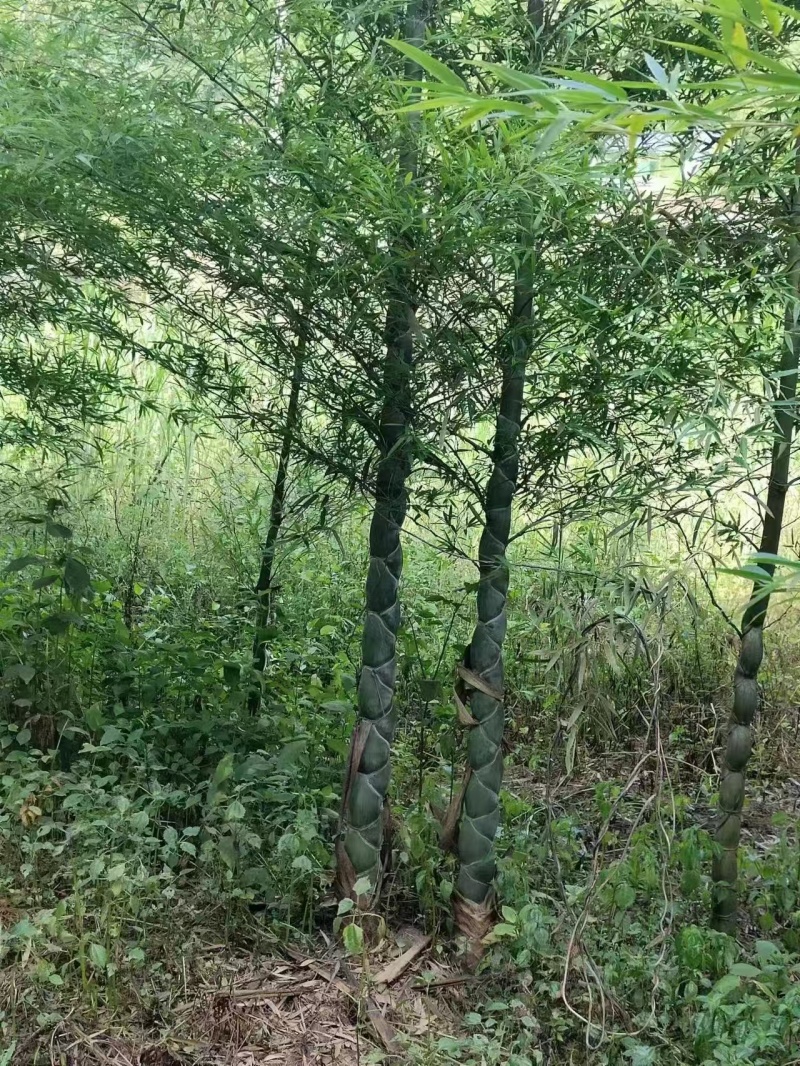 龟甲竹竹苗龙鳞竹竹苗基地直发