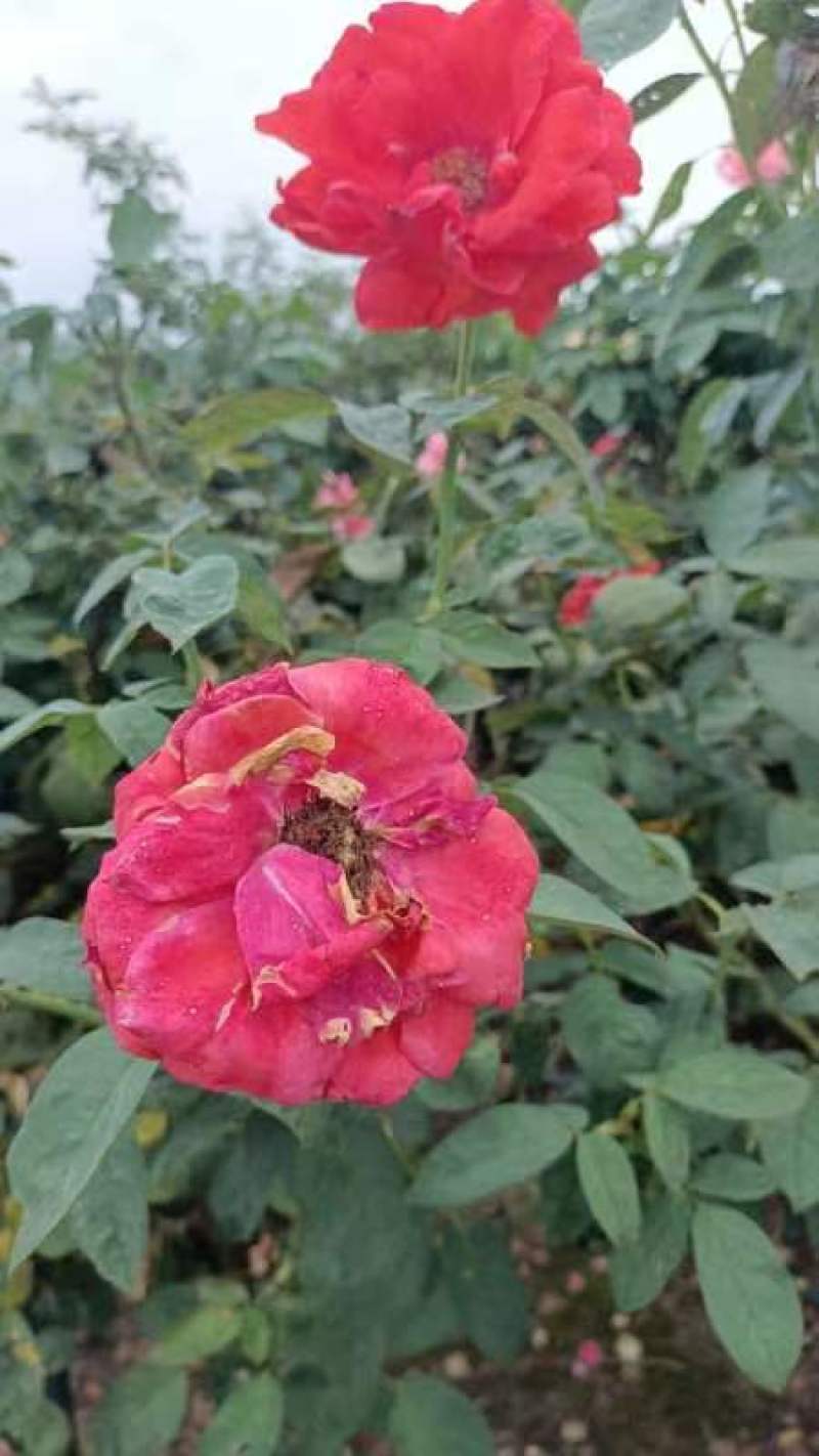 南阳直供2一8公分树桩月季，量大从优，欢迎大来基地指导。