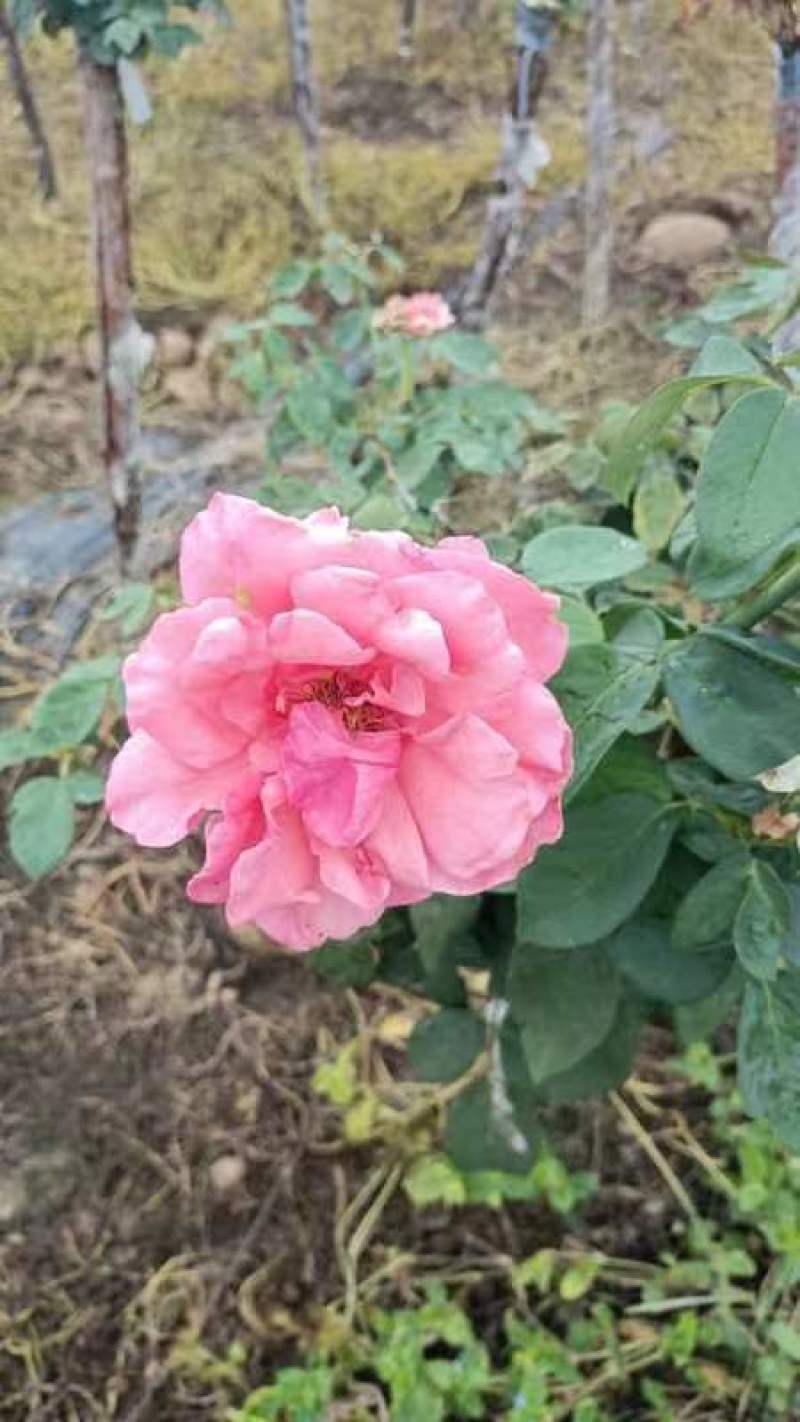 南阳直供2一8公分树桩月季，量大从优，欢迎大来基地指导。