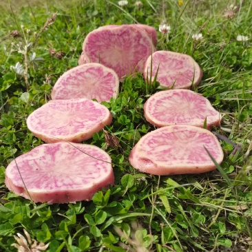 云南大理七彩土豆大牛角