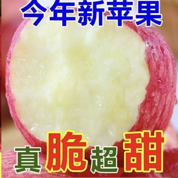 陕西洛川红富士苹果，大量有货，全国代发，需要的联系