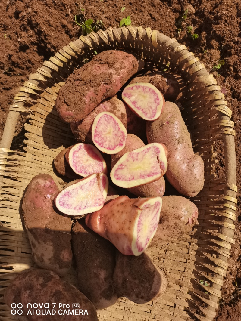 云南大理七彩土豆大牛角