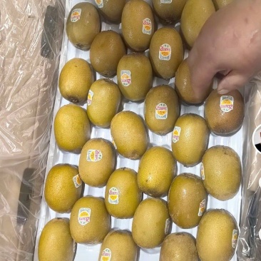 佳沛进金果