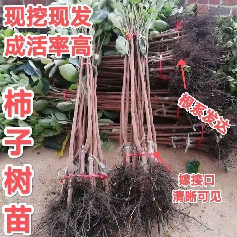 果园直发柿子树苗火晶柿子红灯笼柿现挖现发包品种成活率