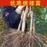 果园直发柿子树苗火晶柿子红灯笼柿现挖现发包品种成活率