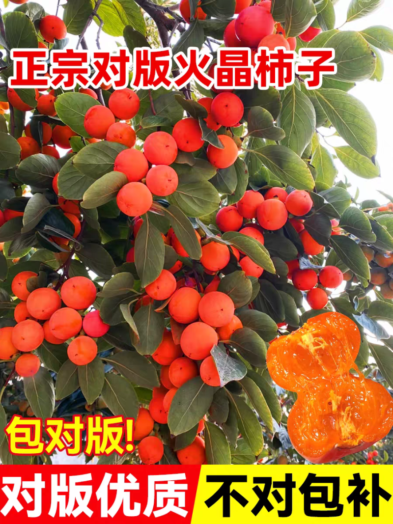 果园直发柿子树苗火晶柿子红灯笼柿现挖现发包品种成活率
