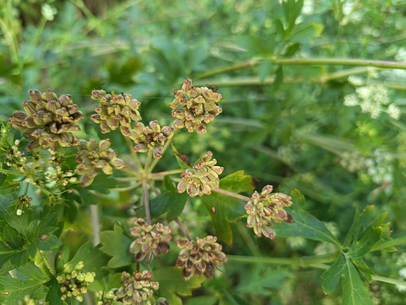 白花前胡籽