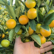 油皮金桔大量供应