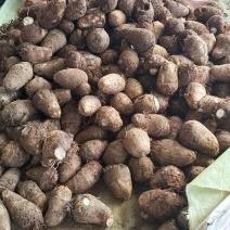 山东毛芋头豆包8520牛奶芋头*按需分选*常年供应