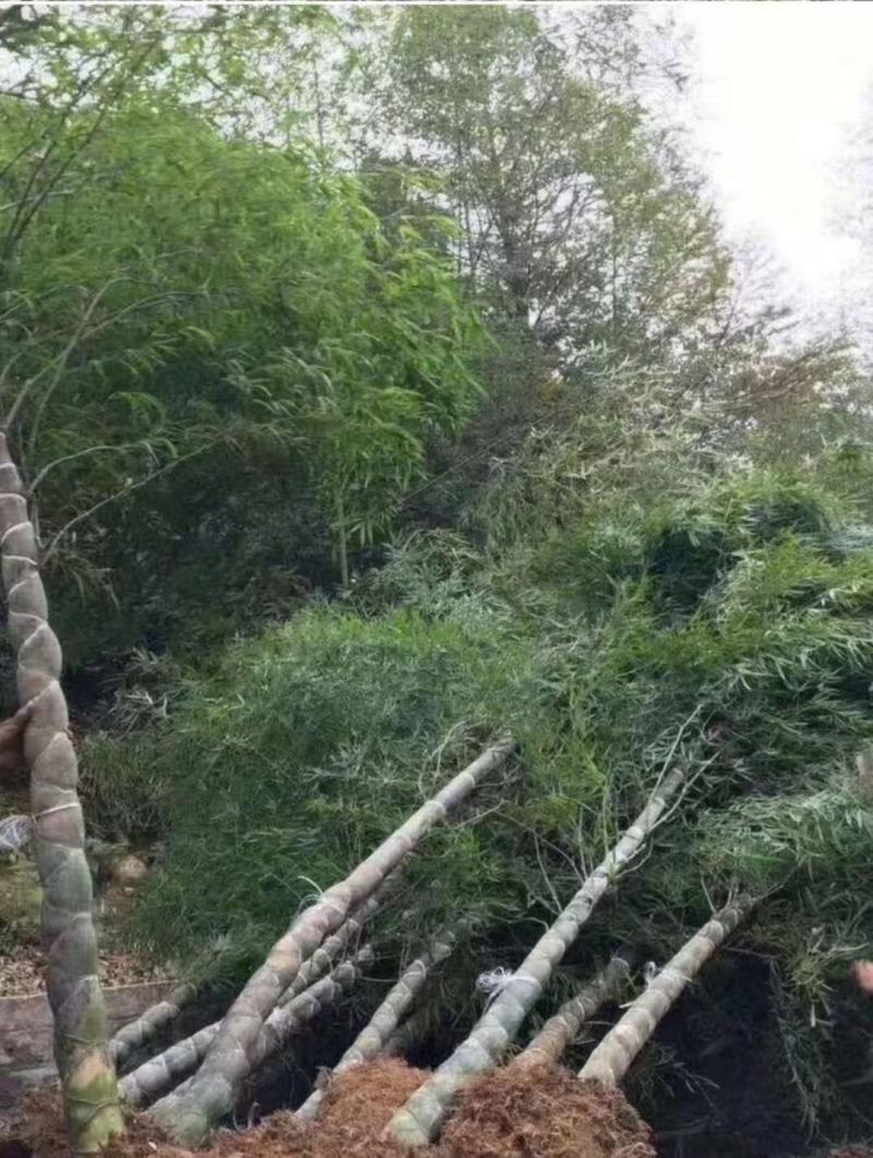 龟甲竹竹苗龙鳞竹竹苗基地直发
