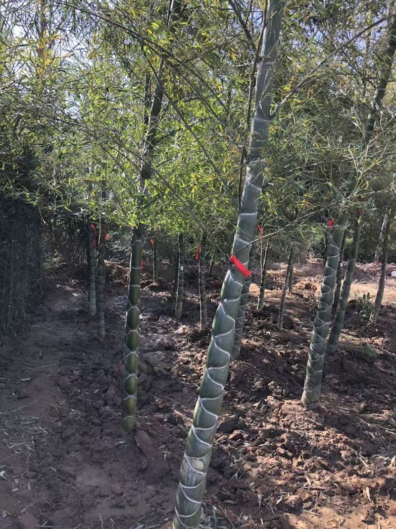 龟甲竹竹苗龙鳞竹竹苗基地直发