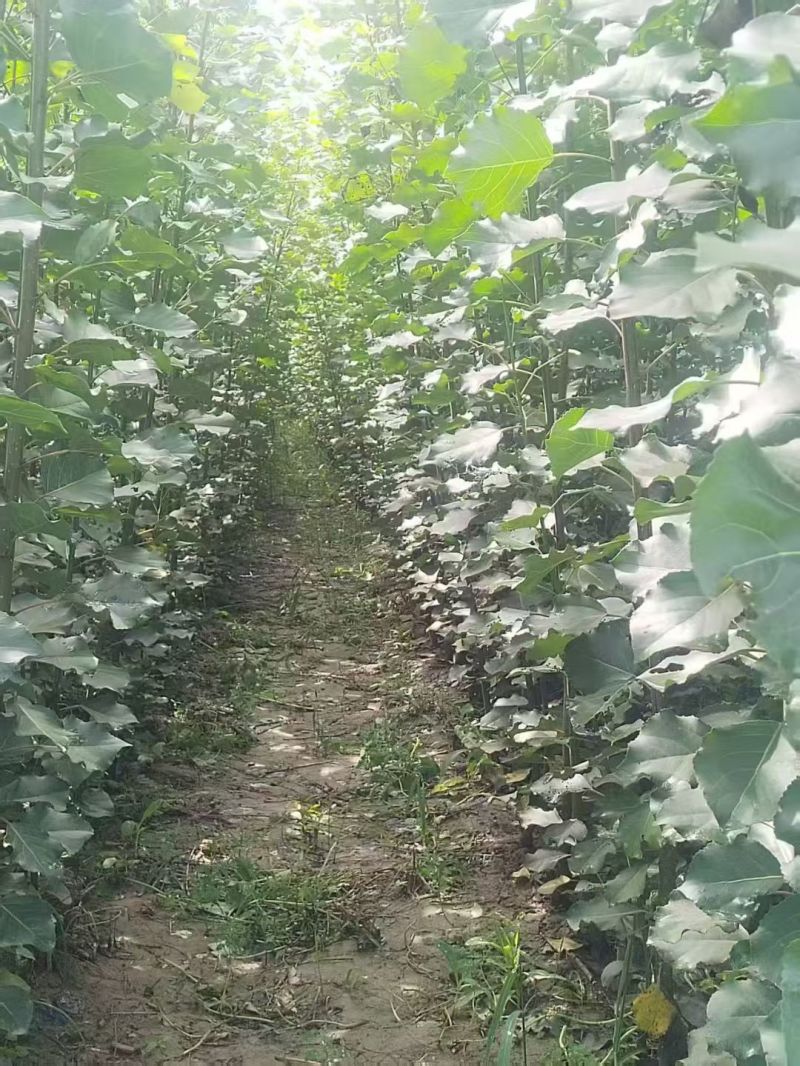 青杨，新疆杨，康定杨，川杨，河北杨，小叶杨