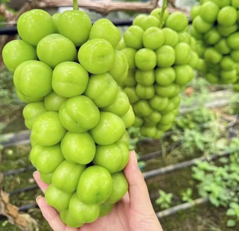 阳光玫瑰葡萄大量供应