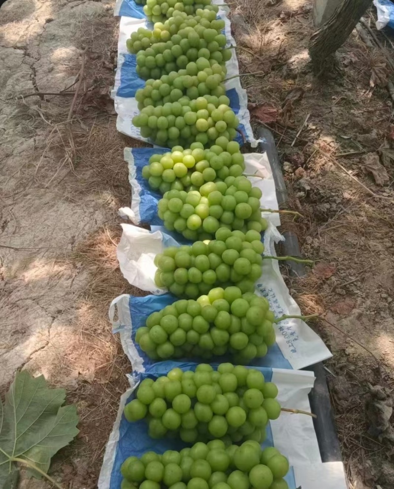 阳光玫瑰葡萄大量供应