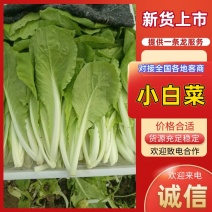 山东聊城小白菜产地直供大量批发