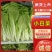 山东聊城小白菜产地直供大量批发