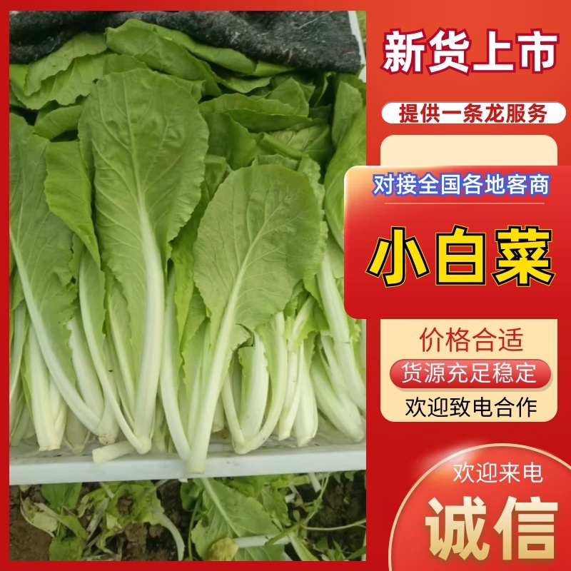 山东聊城小白菜产地直供大量批发