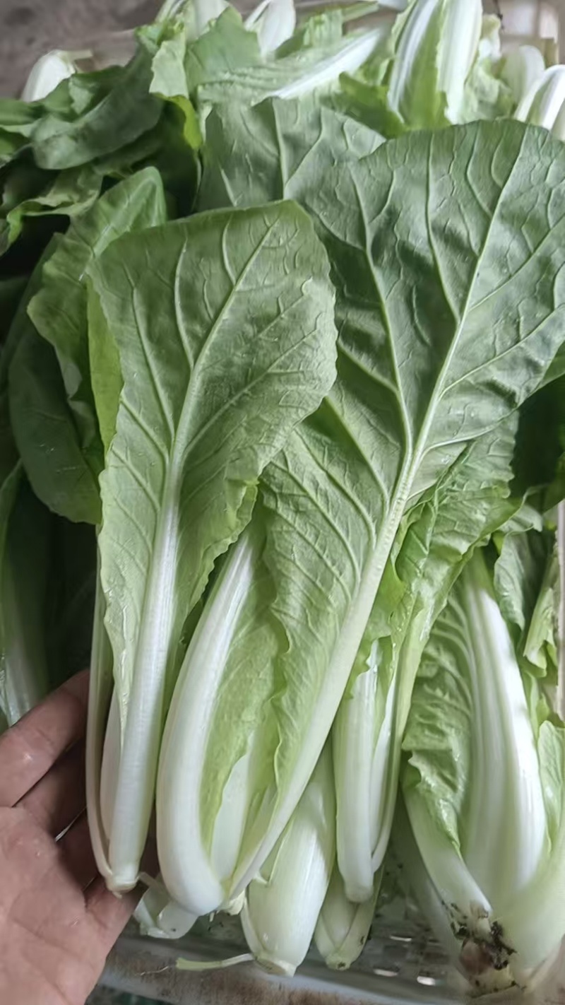 山东聊城小白菜产地直供大量批发