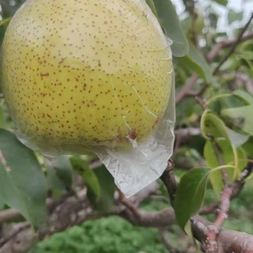 膜袋雪花梨大量上市，质量好，口感甜，产地直销河北昌黎。