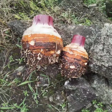 云南大香芋大量上市