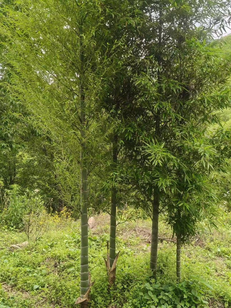 元宝竹竹子苗大小规格齐全量大有货，基地直发