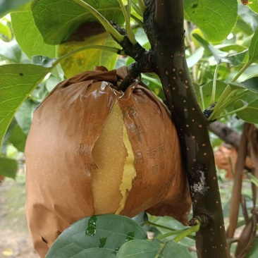 大量供应秋月梨，头茬，无木栓