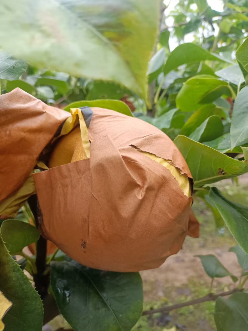 大量供应秋月梨，头茬，无木栓