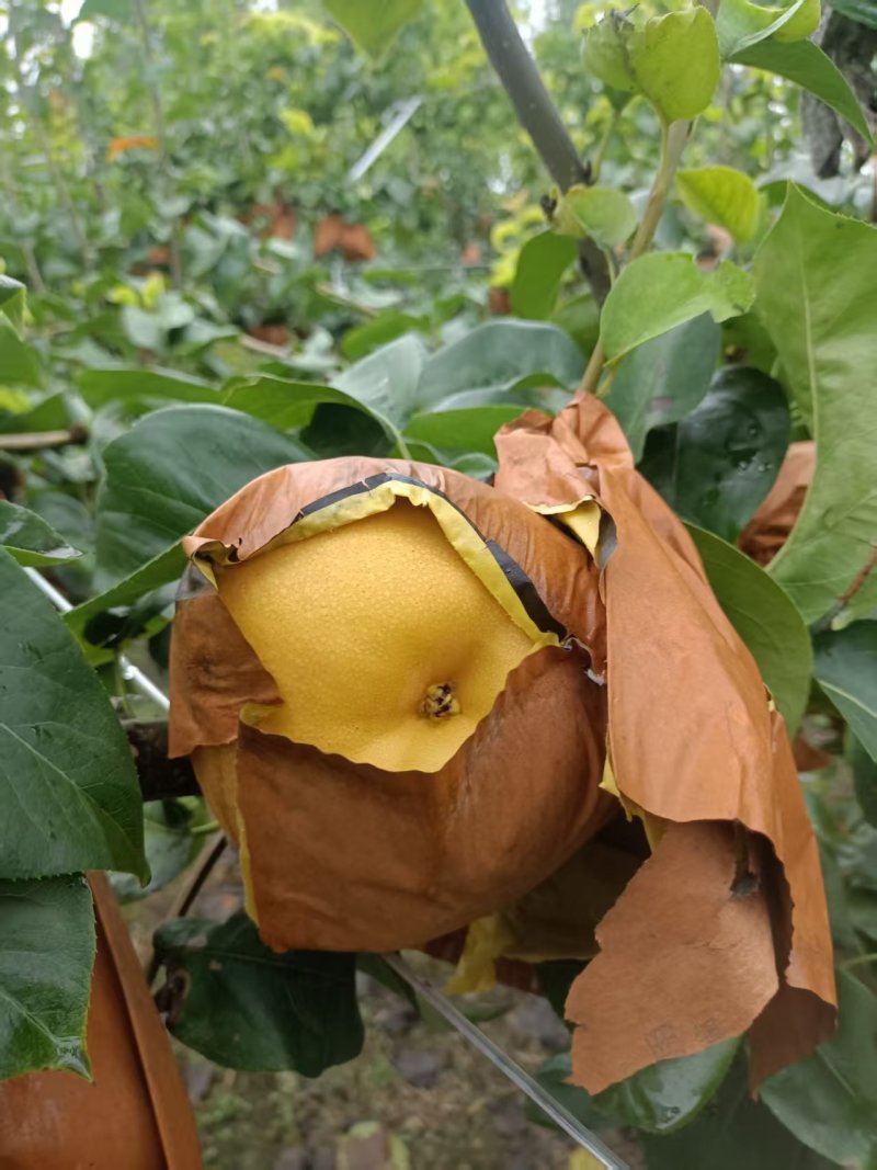 大量供应秋月梨，头茬，无木栓