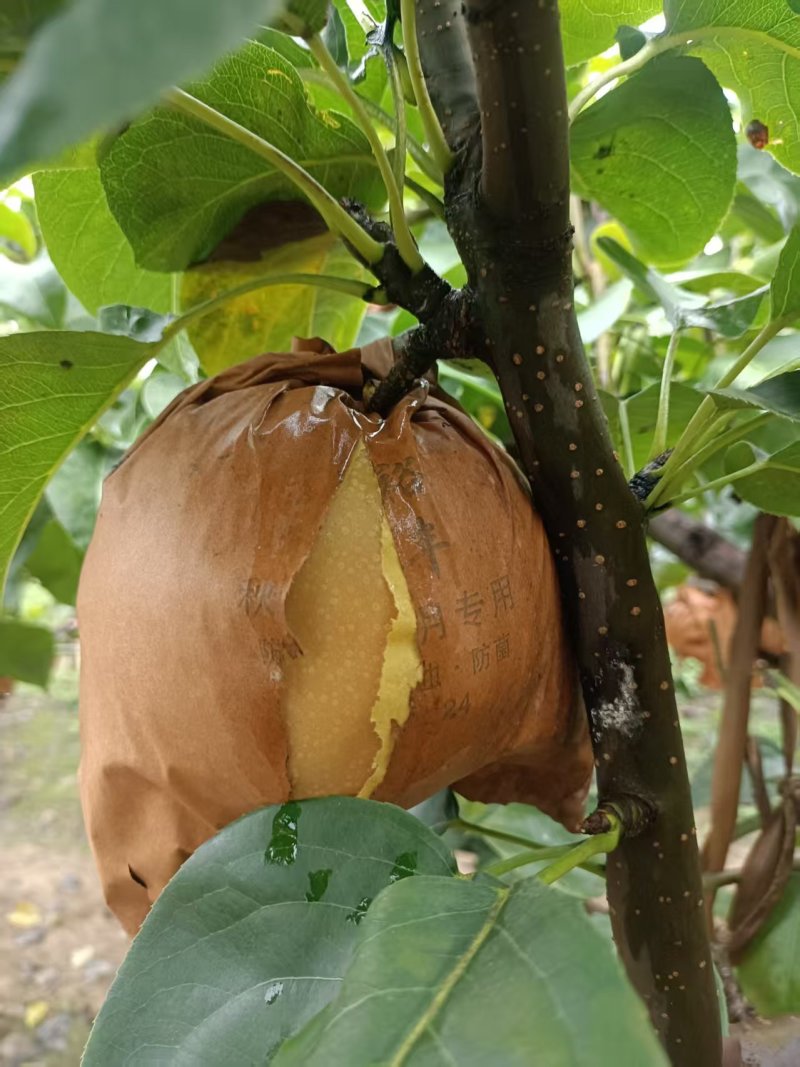 大量供应秋月梨，头茬，无木栓