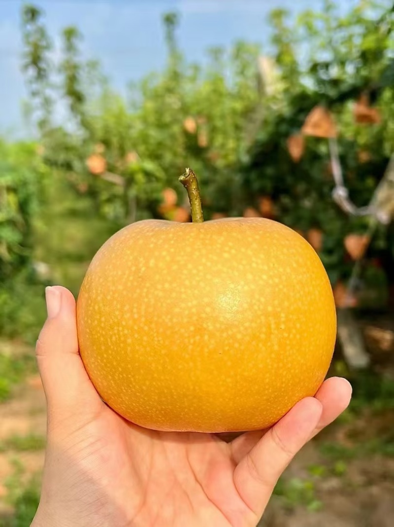 大量供应秋月梨，头茬，无木栓