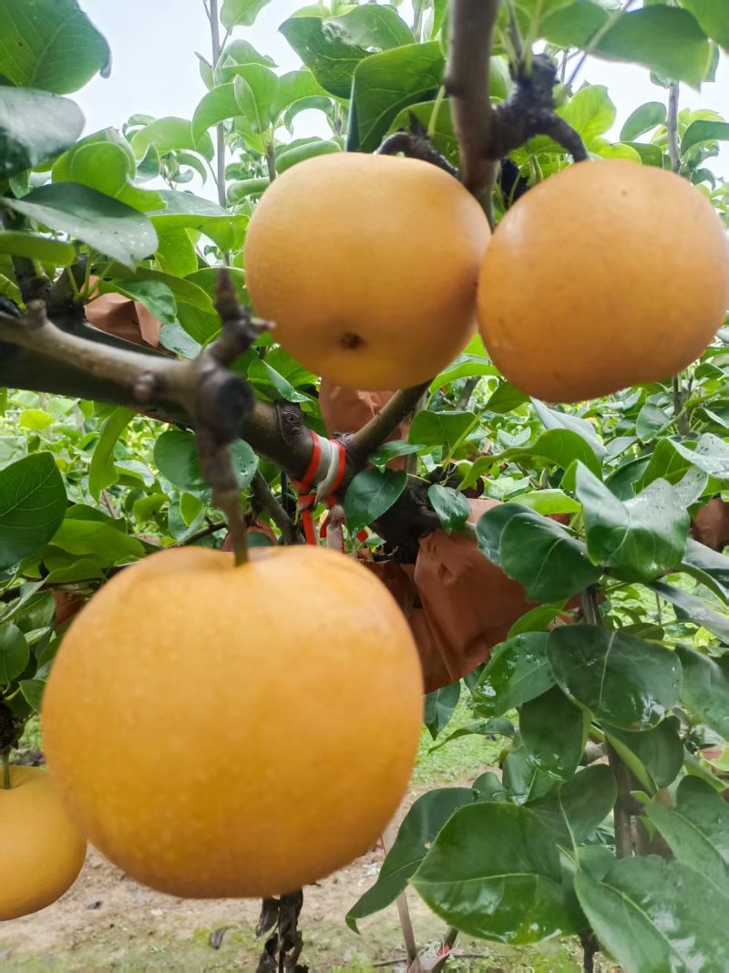 大量供应秋月梨，头茬，无木栓