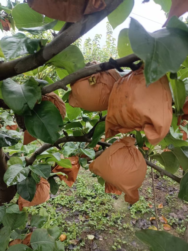 大量供应秋月梨，头茬，无木栓
