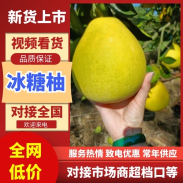 湖南怀化冰糖柚麻麻柚香柚药柚新鲜现摘脆甜多汁皮薄肉厚
