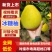 湖南怀化冰糖柚麻麻柚香柚药柚新鲜现摘脆甜多汁皮薄肉厚