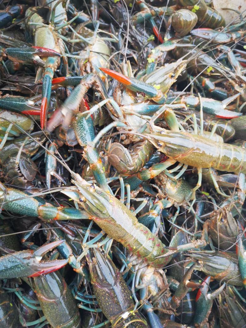 澳洲淡水蓝龙鲜活龙虾养殖基地一手货源全国发货商超生鲜