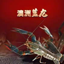 澳洲淡水蓝龙鲜活龙虾养殖基地一手货源全国发货商超生鲜