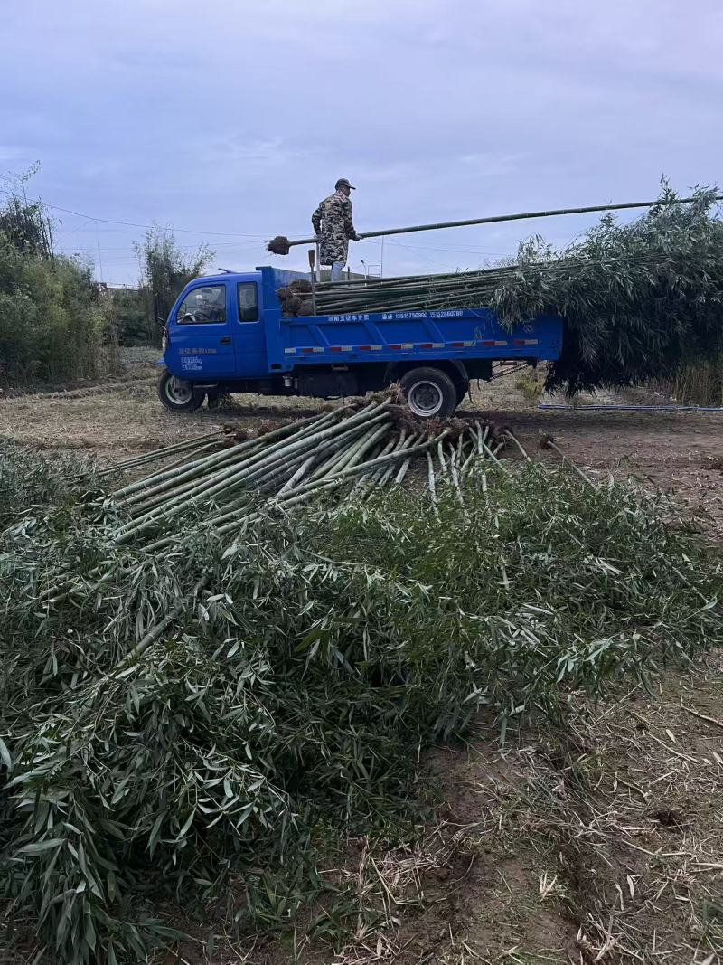 毛竹