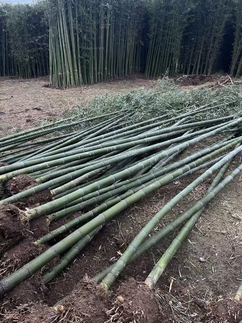 毛竹