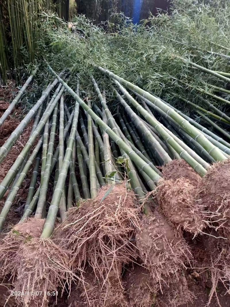 毛竹