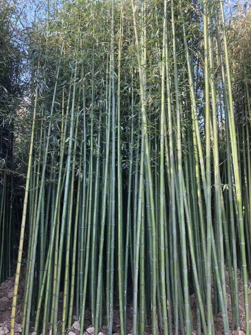 毛竹