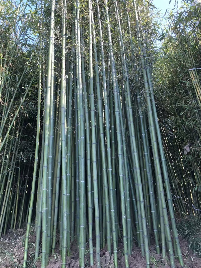 毛竹