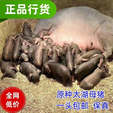 原种太湖母猪正宗太湖母猪纯种太湖猪仔一头也包邮高产原种太