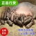 原种太湖母猪正宗太湖母猪纯种太湖猪仔一头也包邮高产原种太