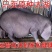 原种太湖母猪正宗太湖母猪纯种太湖猪仔一头也包邮高产原种太