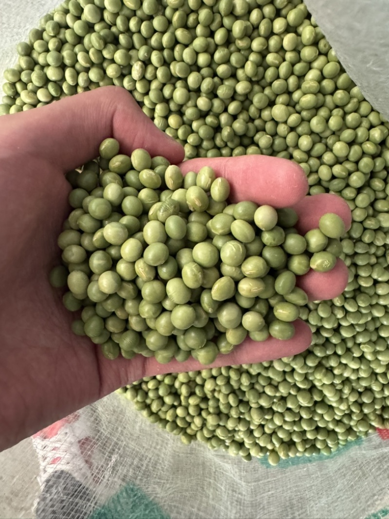 青豆高蛋白43%左右精选，豆苗菜等专用