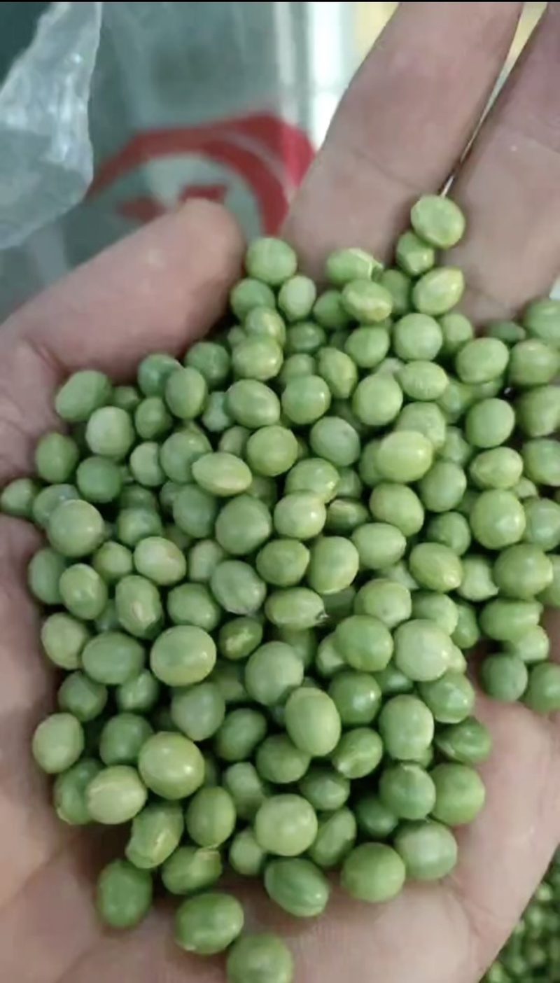 青豆高蛋白43%左右精选，豆苗菜等专用