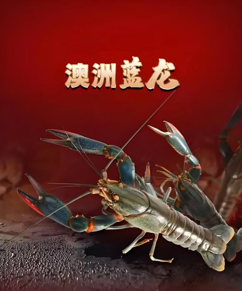 澳洲龙虾四川龙虾对接生鲜超市水产市场档口基地直发价格
